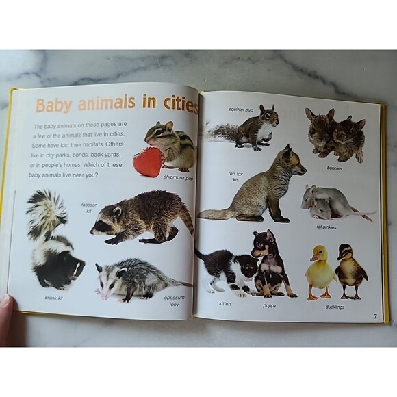 Baby Animals In Cities By Bobbie Kalman - Picture 5 of 10